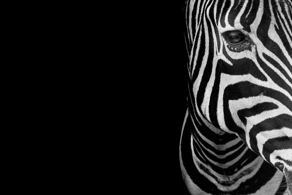 Close-up halve zebra kop