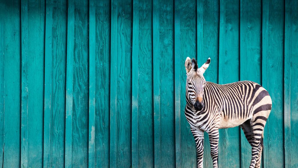 Zebra op een blauwe achtergrond