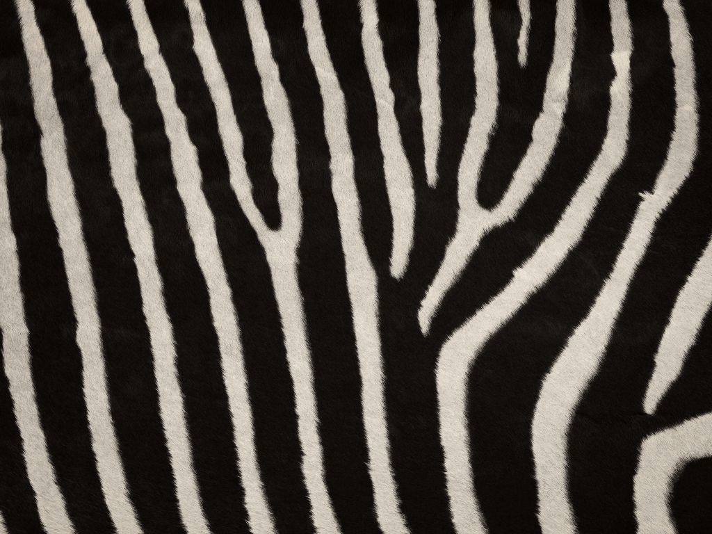 Zebra vacht