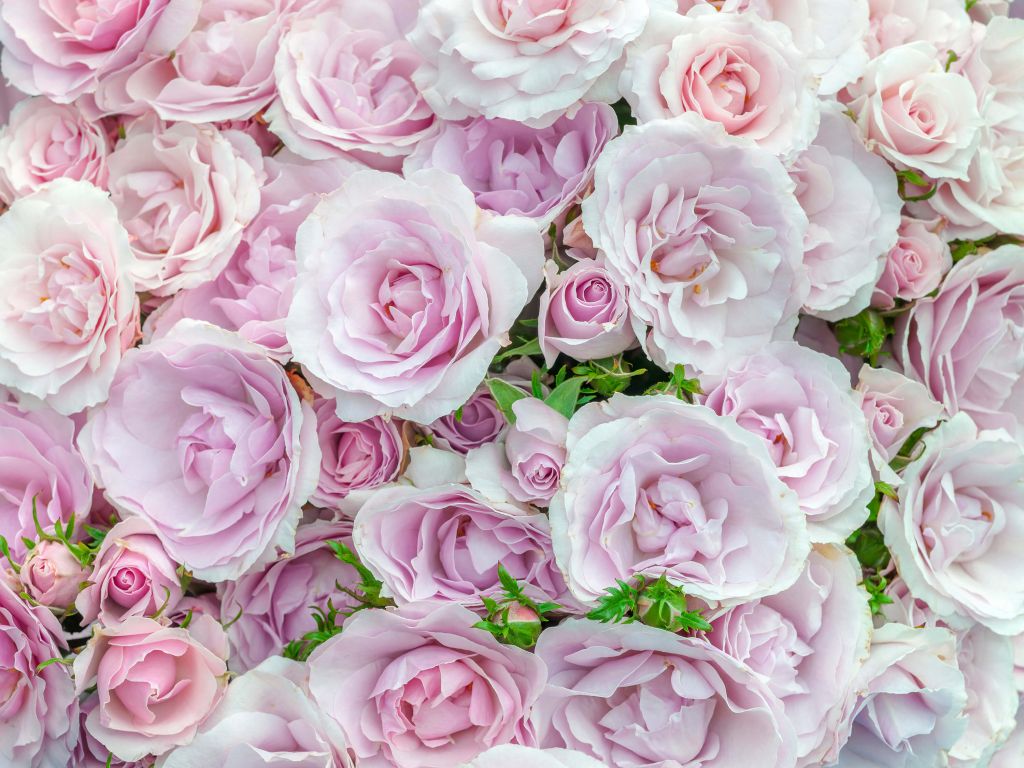 Kleurrijke witte en roze rozen