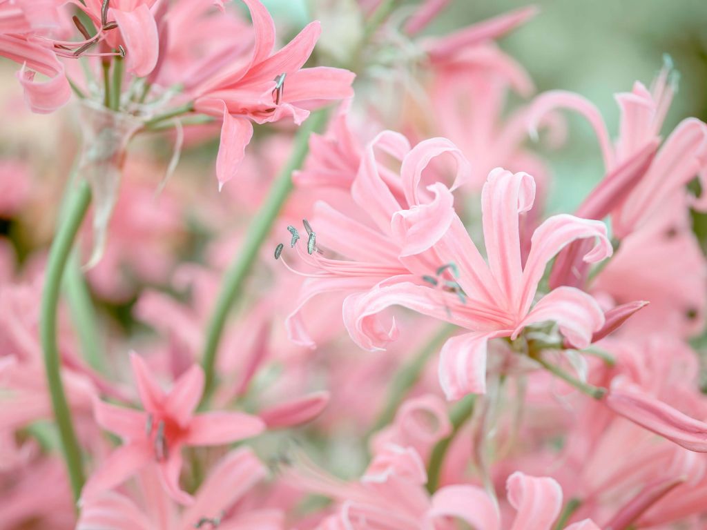 Nerine bloemen