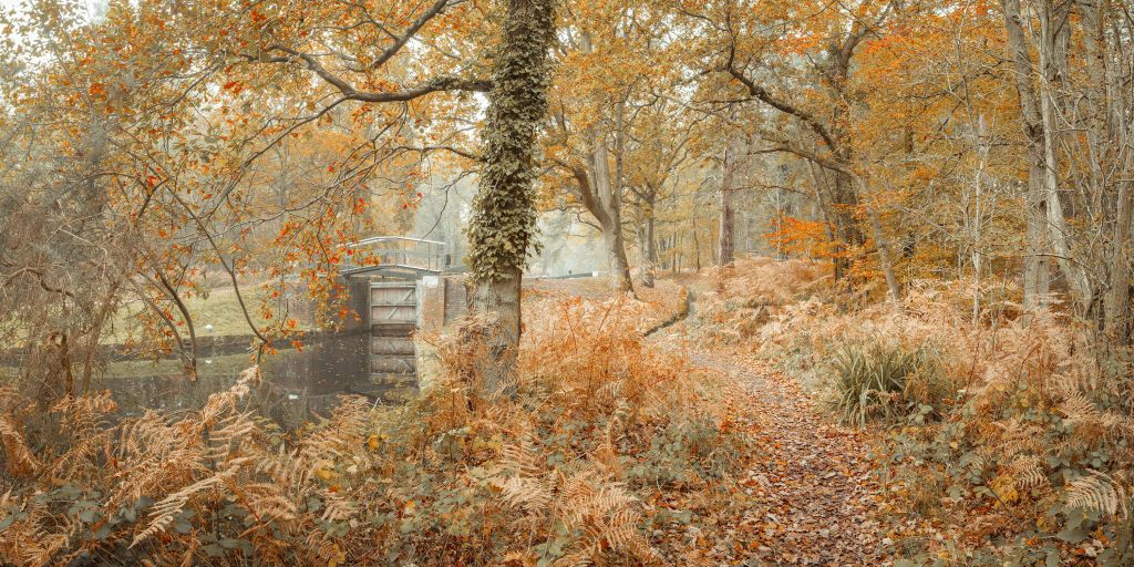 Brug in het bos