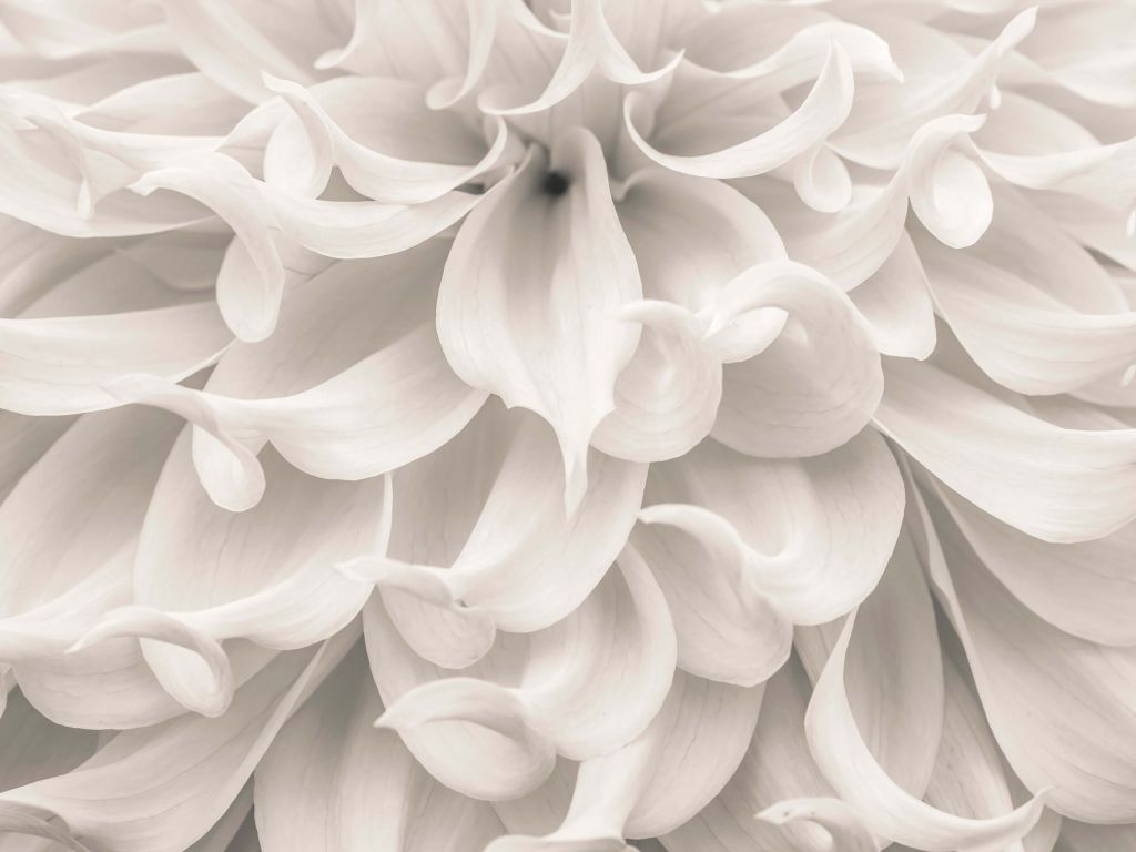 Close-up van Dahlia bloem
