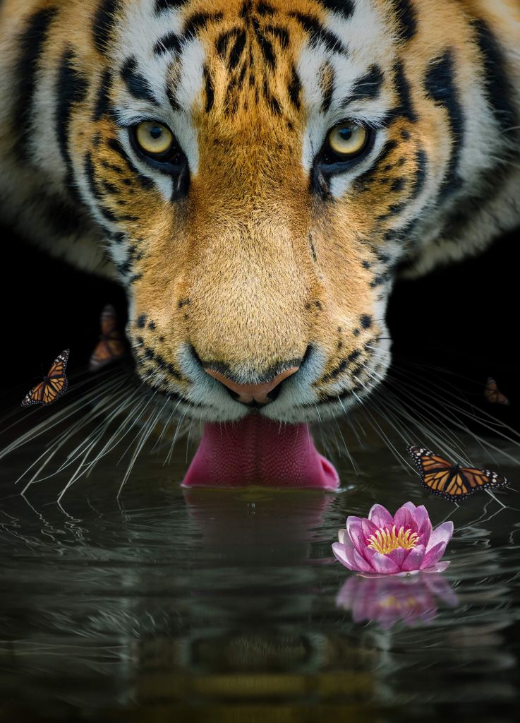 Jungle Tiger Portret