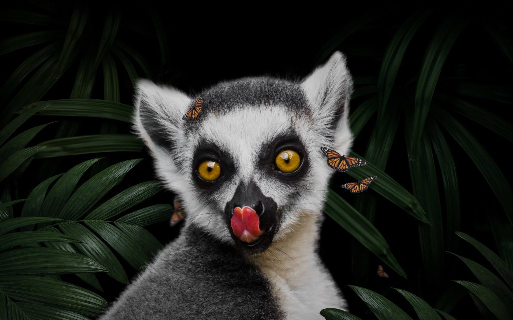 Jungle Lemur