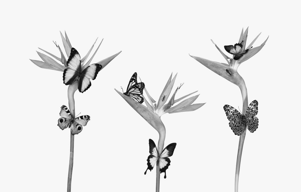 Vlinders op paradijsvogel bloemen