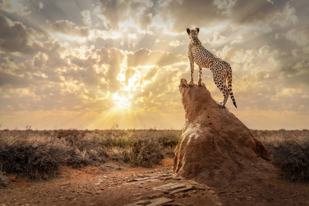 Sundown Cheetah