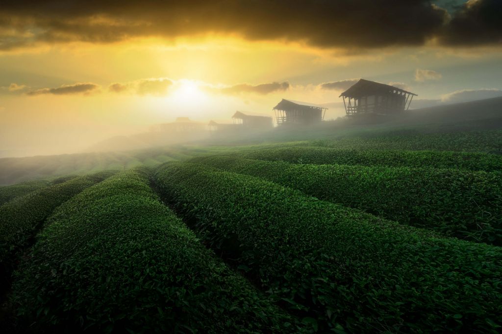 misty sunrise in tea garden