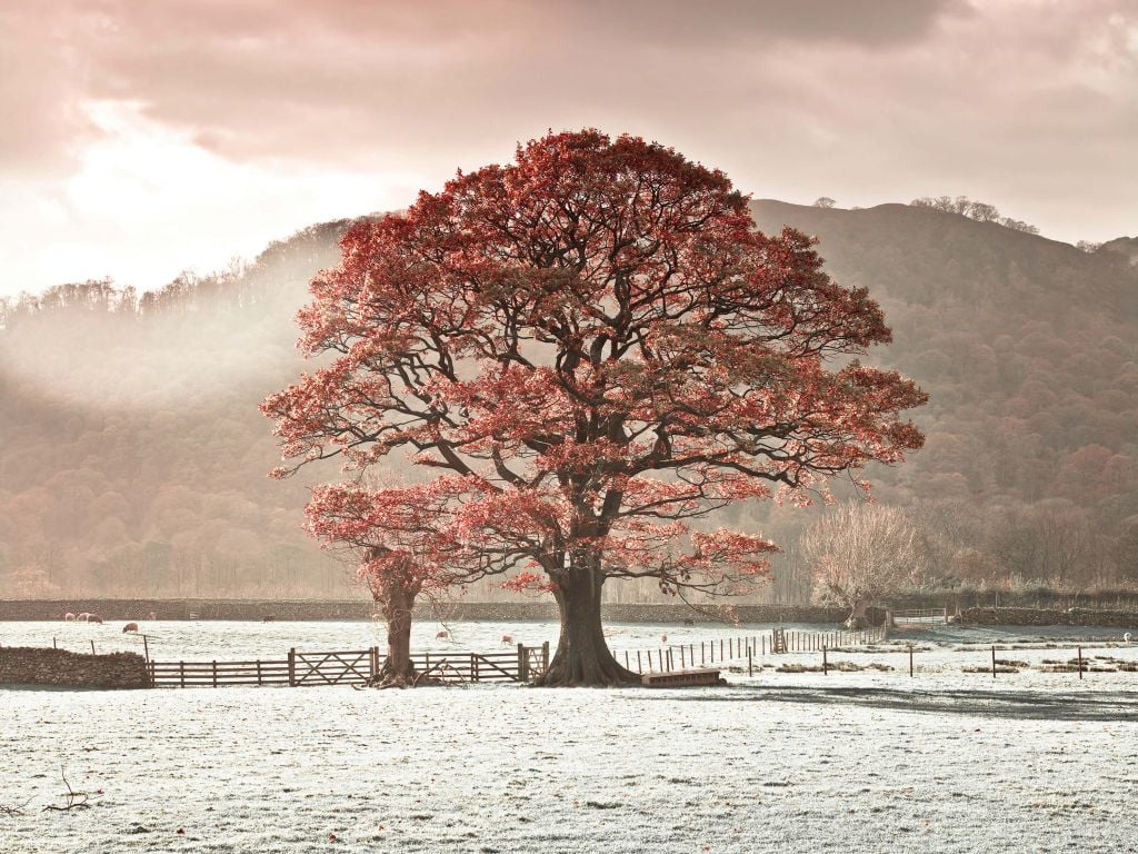 Eikenboom in de winter