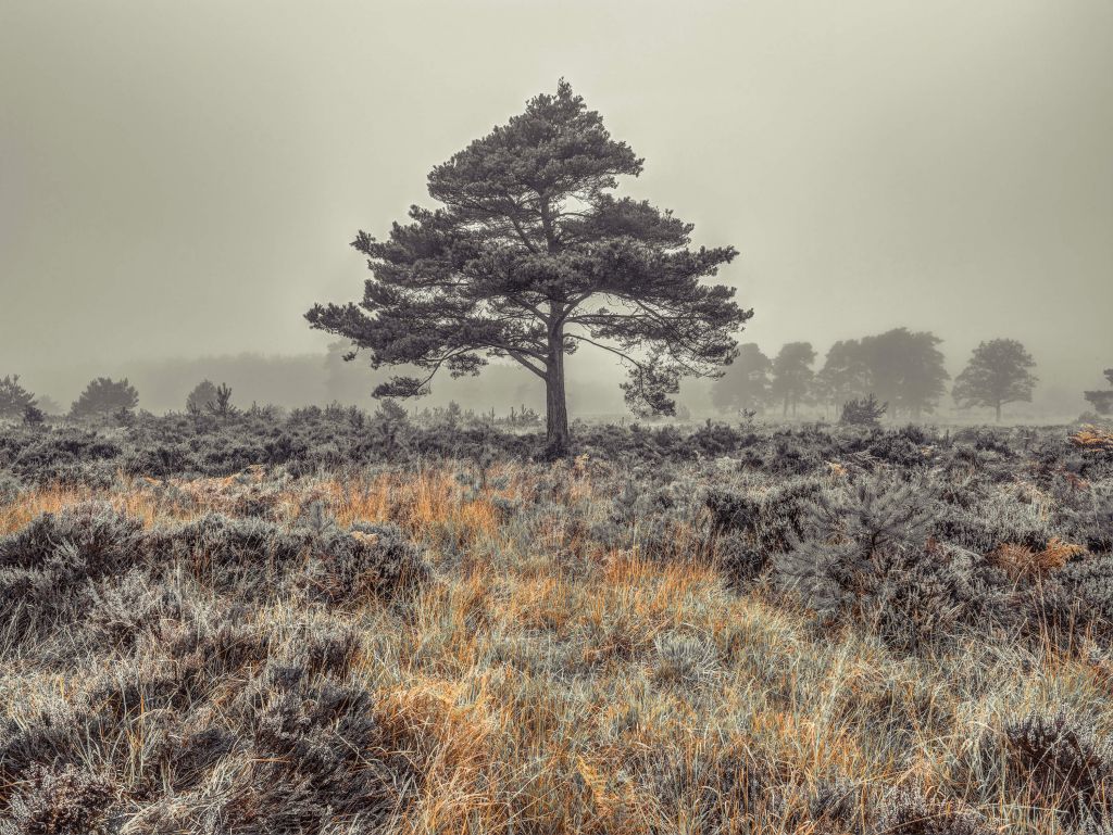 Boom op het platteland