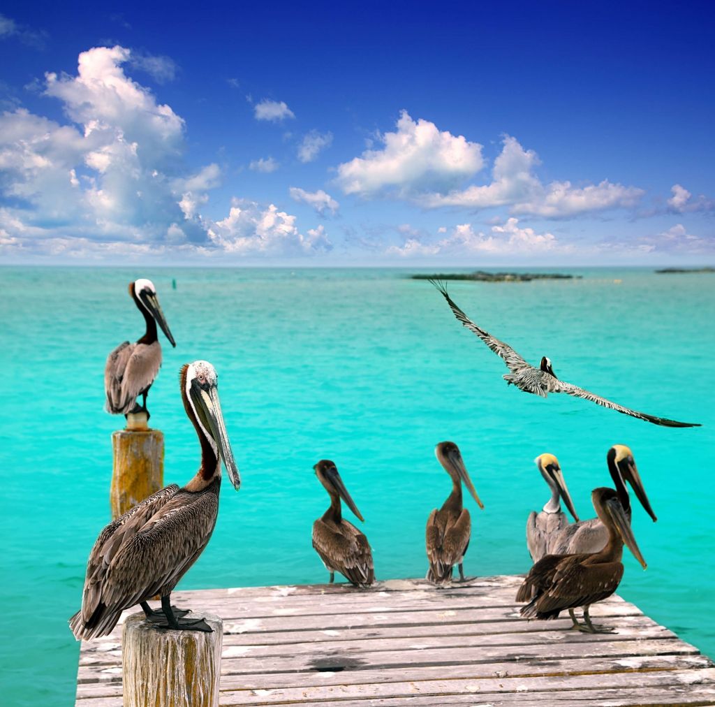 Caribische pelikaan