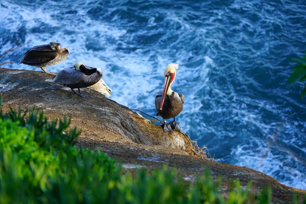 Californische pelikanen