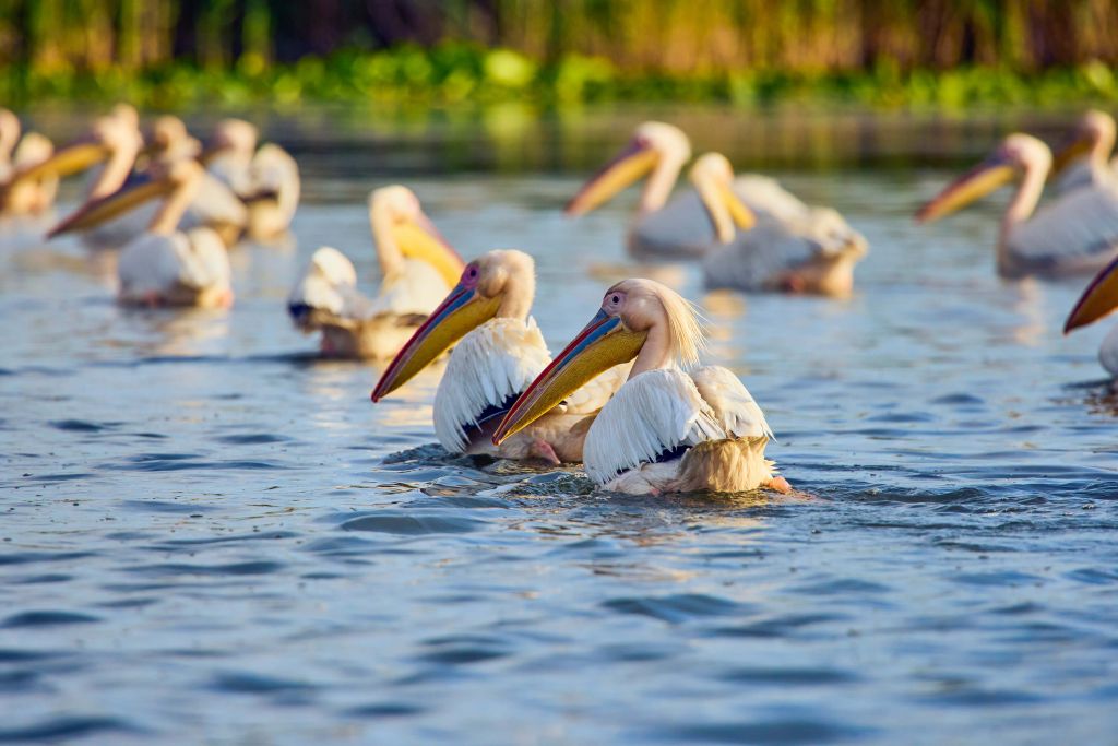 Pelikanen in de natuur