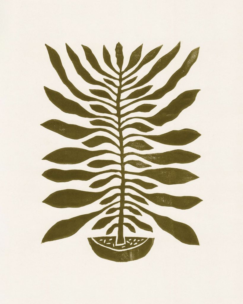 Okergele plant