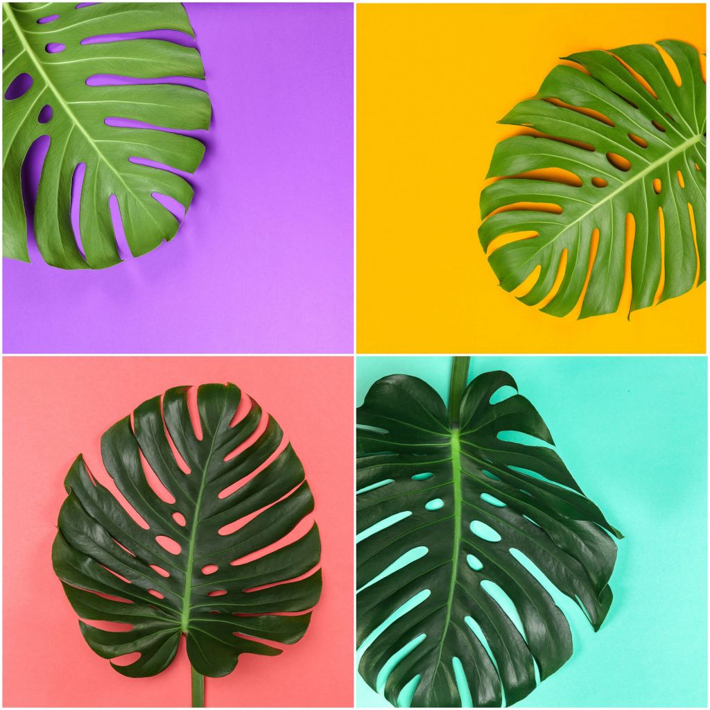 Plant met verschillende kleuren