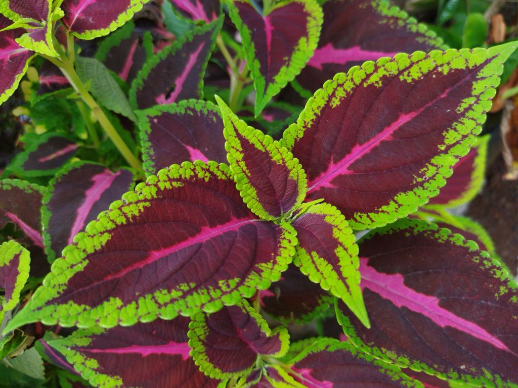 Close-up gekleurde plant