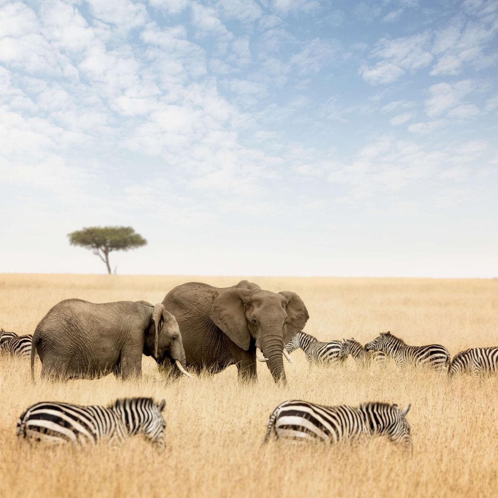 Olifanten en zebra's
