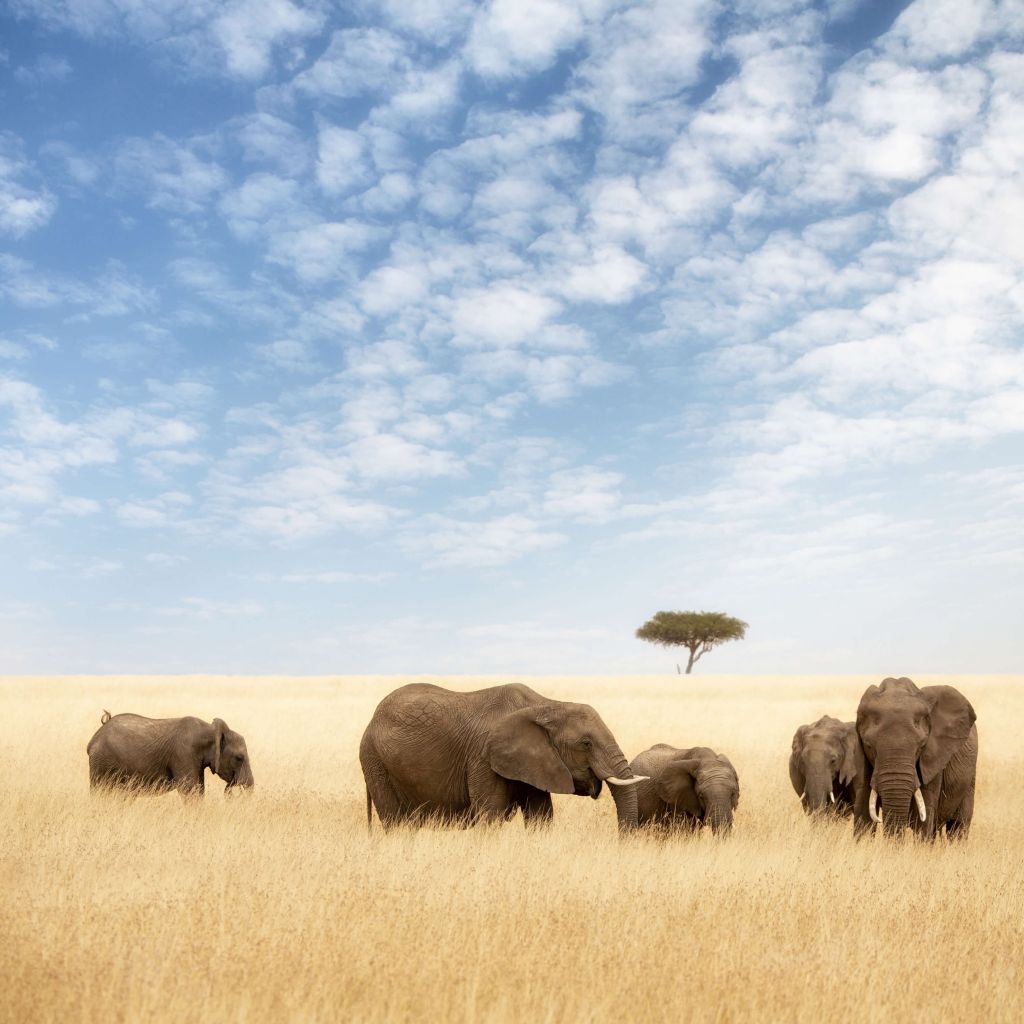 Groepje olifanten