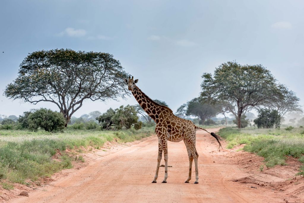 Verbaasde giraffe