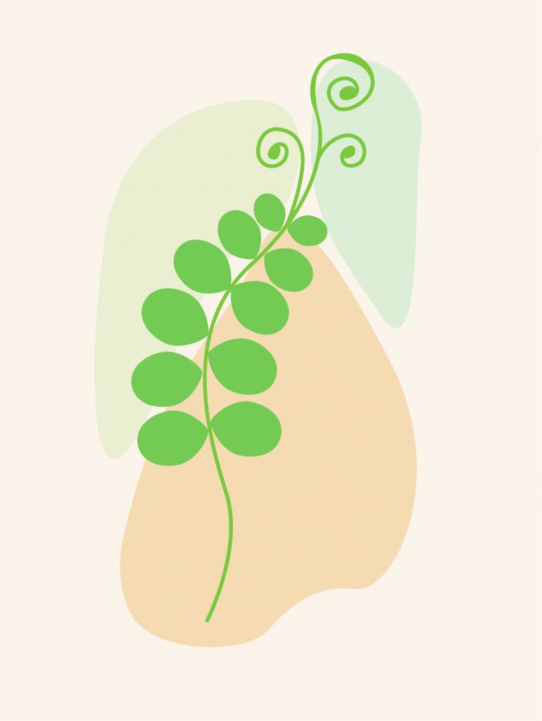 Plant illustratie
