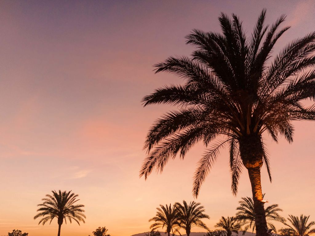 Palmbomen en zonsondergang