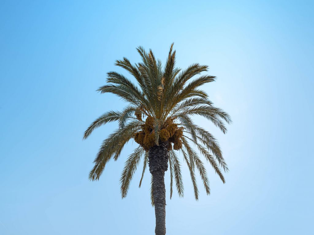 Blauw lucht en palmboom