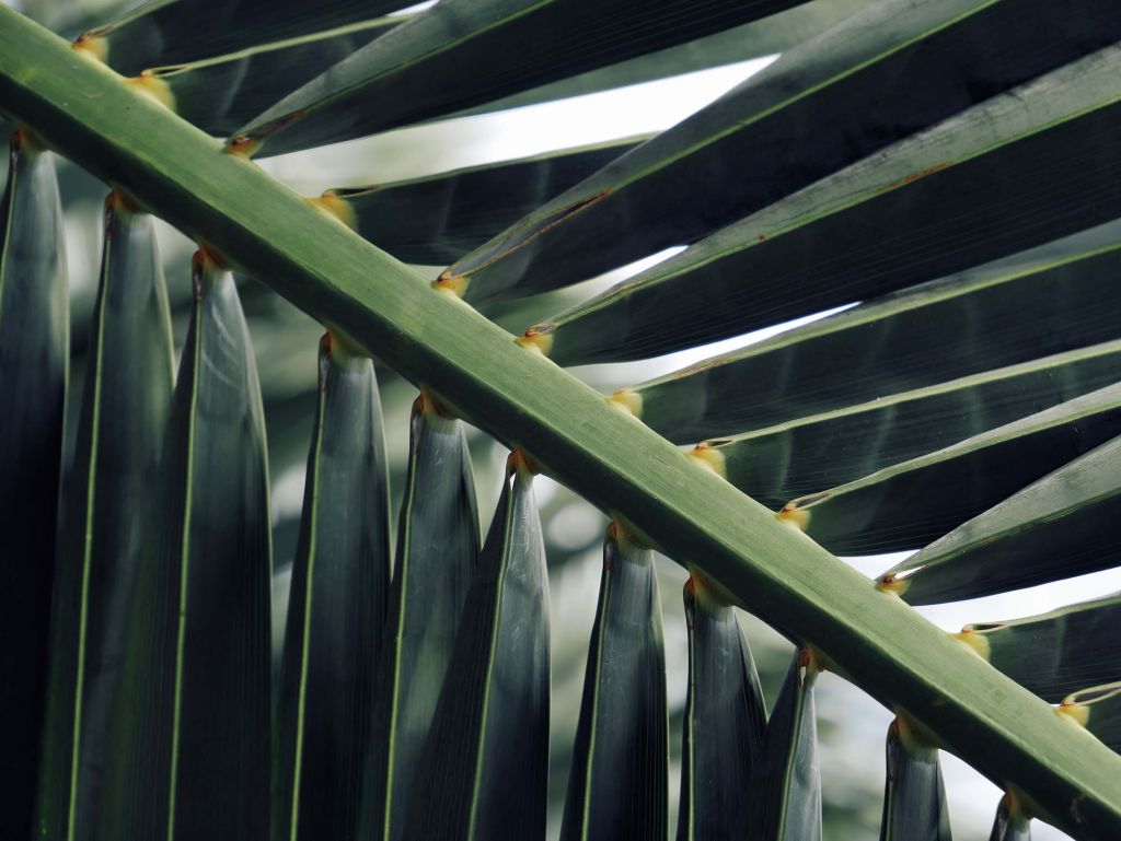 Close-up groene palmblad