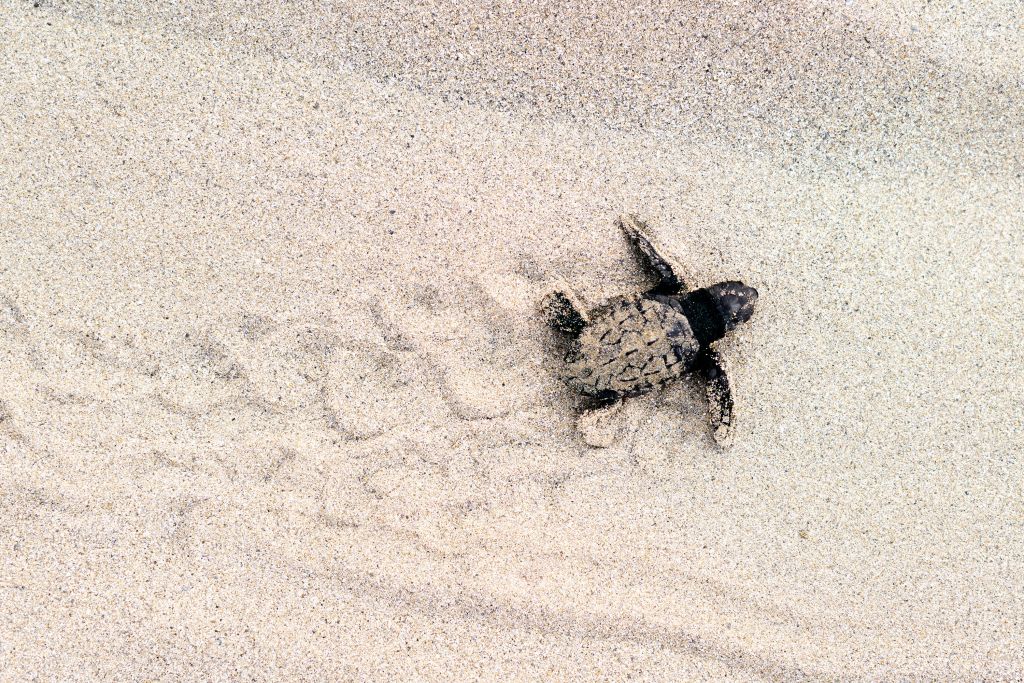 Baby zeeschildpad