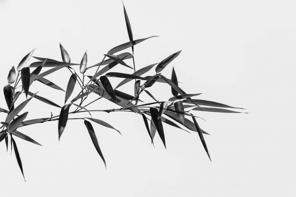 Bamboeblaadjes in zwart-wit