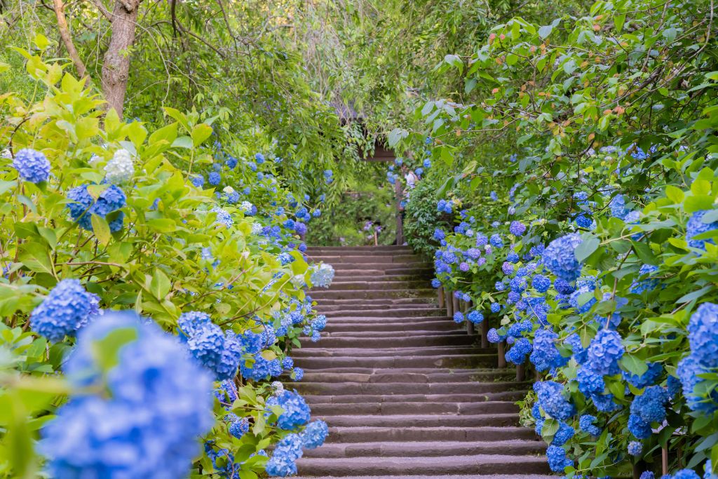 Blauwe bloemen in park