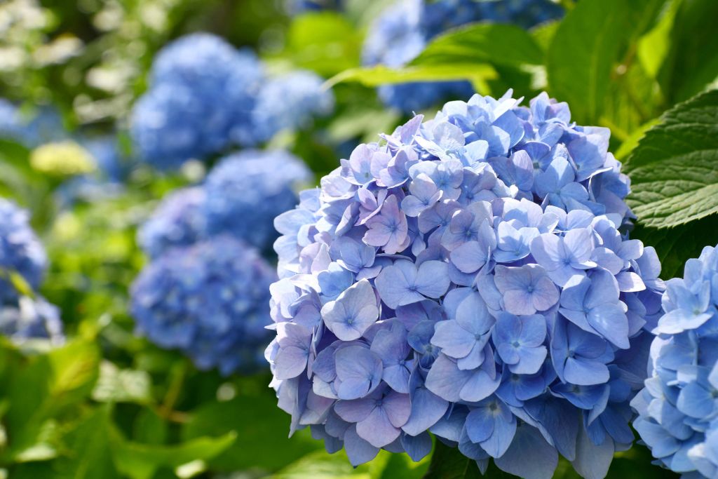Paarse hortensia's
