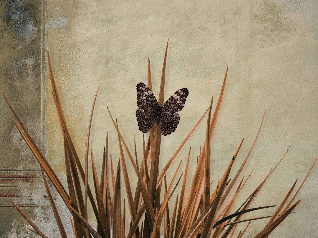 Vlinder bij oude muur