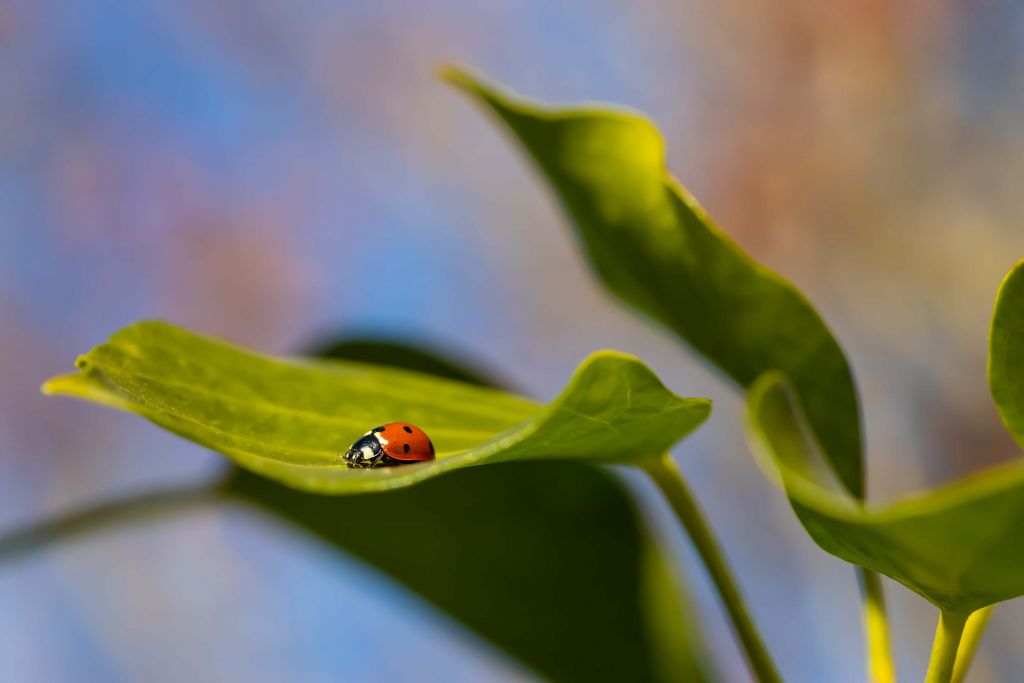 Ladybug inbetween the leaves