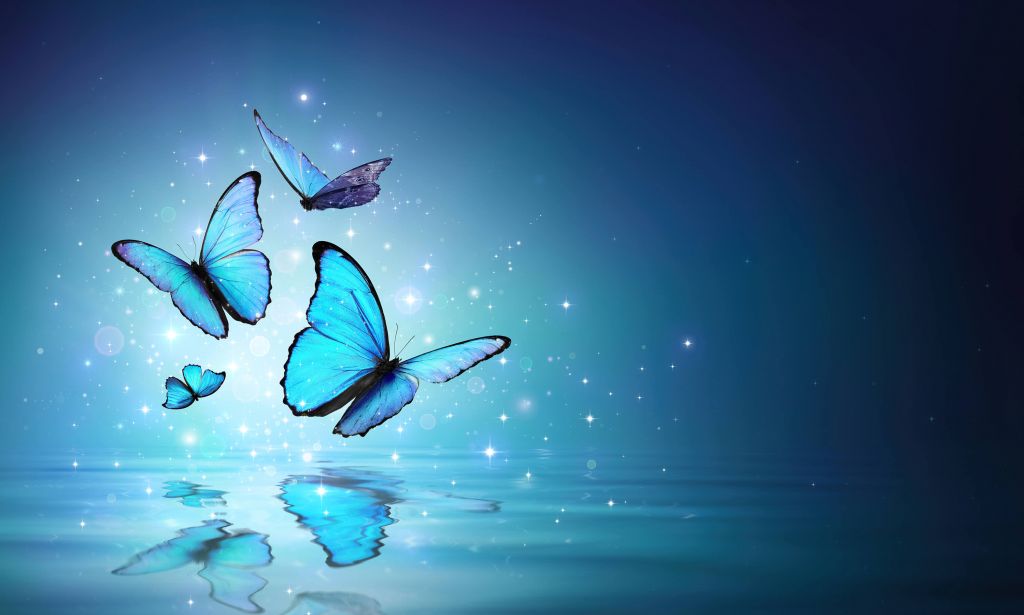 Fee vlinders op water