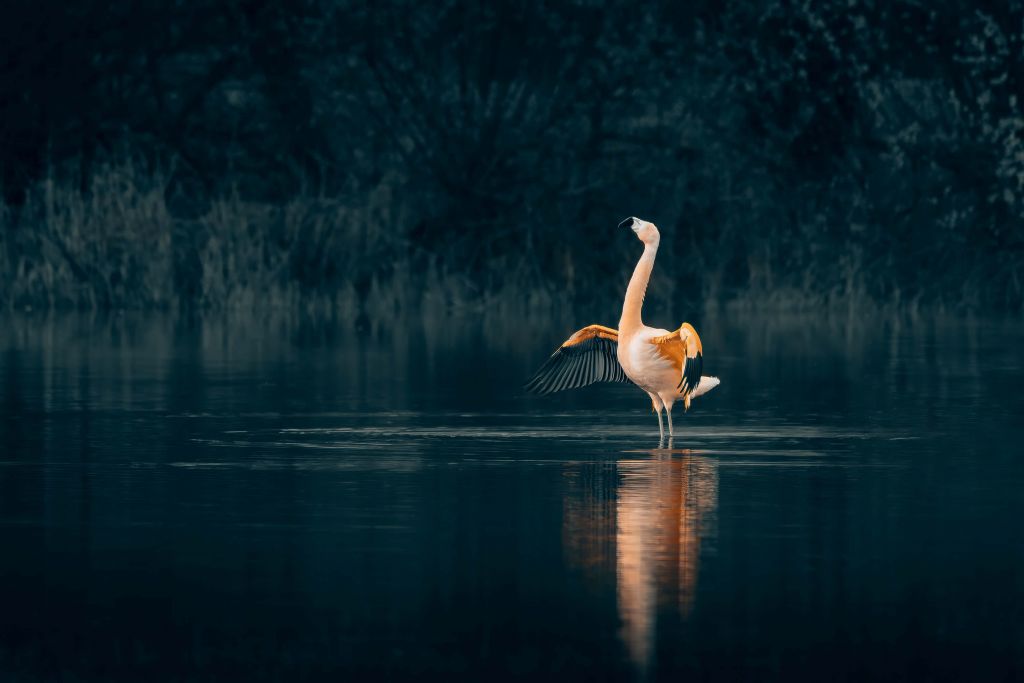 Flamingo in verlaten meer