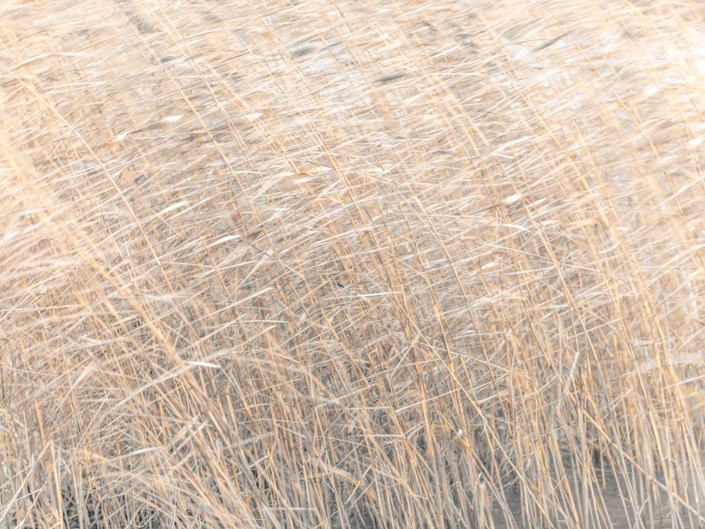 Brown reeds growing in water