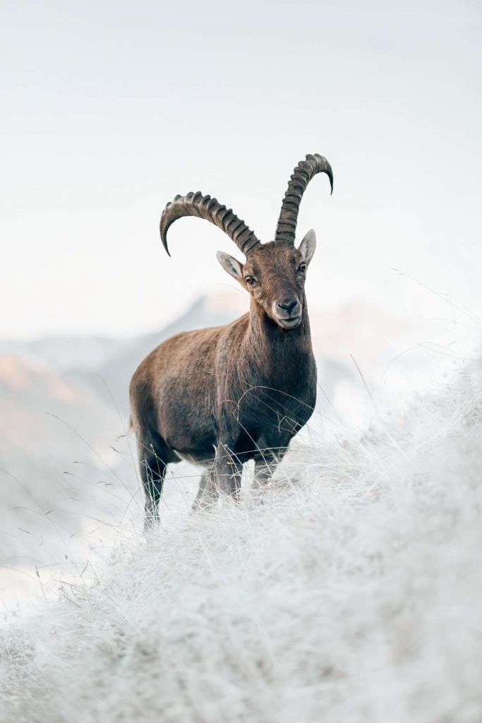 Alpen steenbok