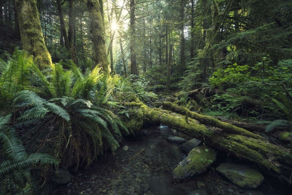 Mythen des Waldes