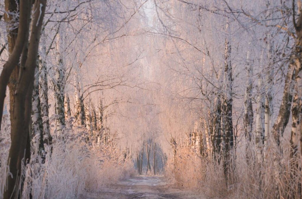Bomenrij in de Wintermist