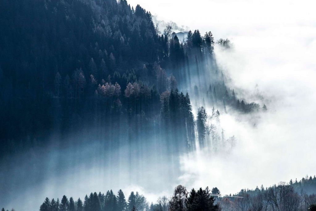 Ochtendlicht in mistig woud