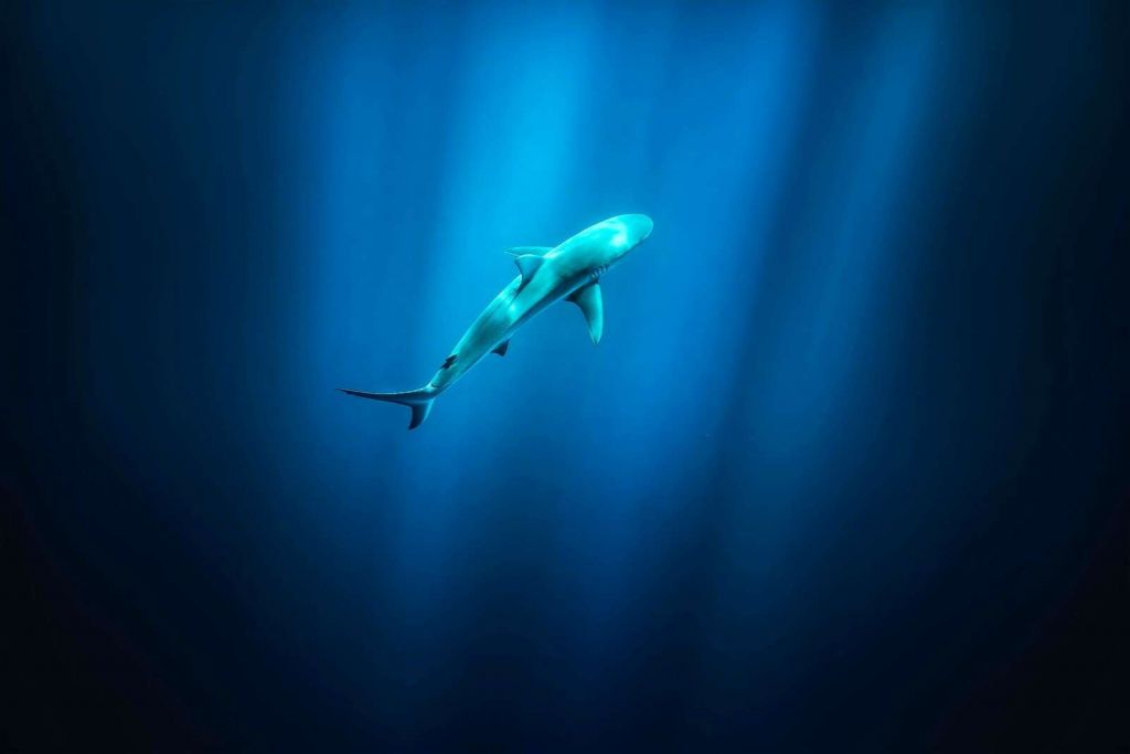 Haai in diepblauw oceaanlicht