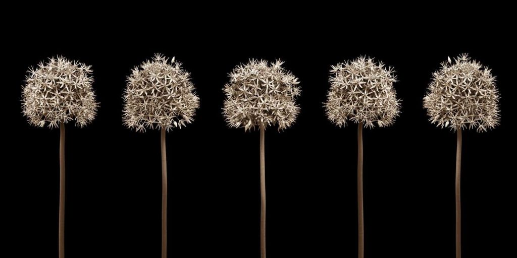 Group of allium flowers in a row, close-up