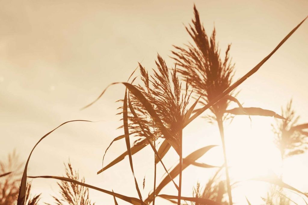Rietpluimen In Gouden Zonlicht