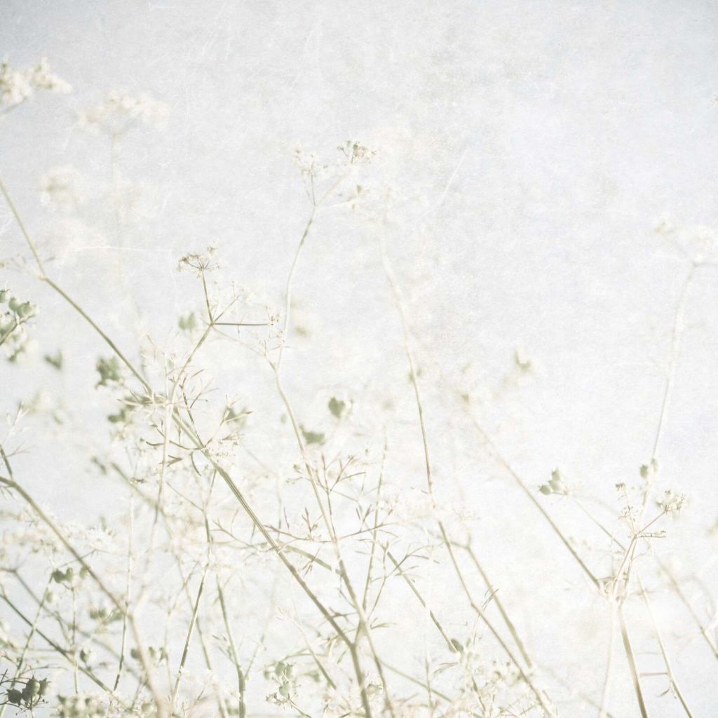 Lichte veldbloemen in ochtendnevel