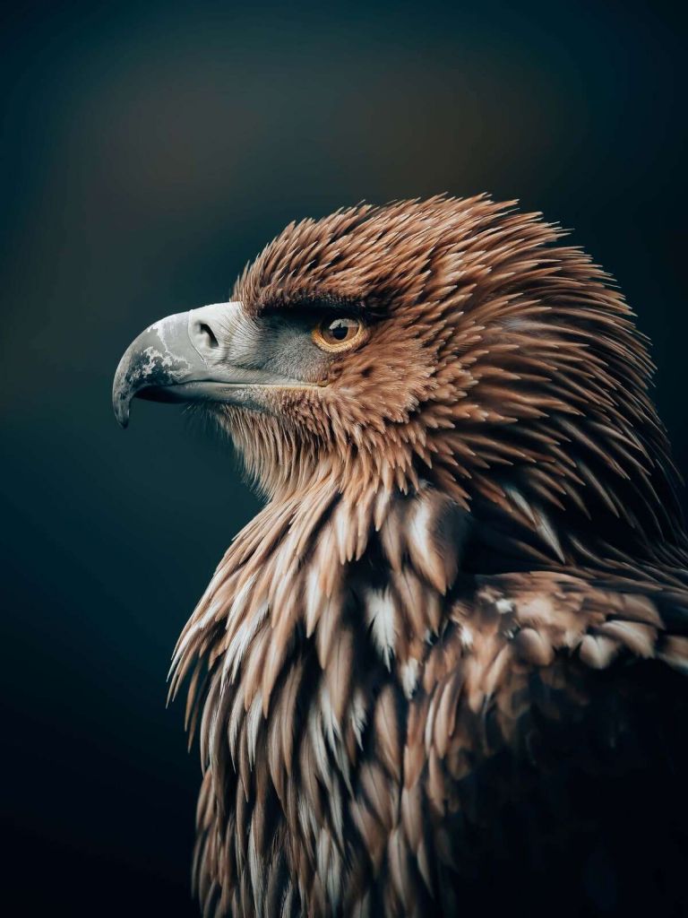 Arend in stille concentratie