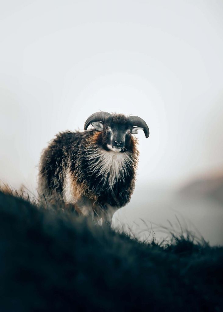 Bergram in de ochtendmist