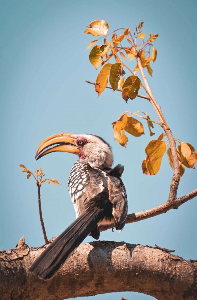 Kleurrijke vogel op bloesemtak