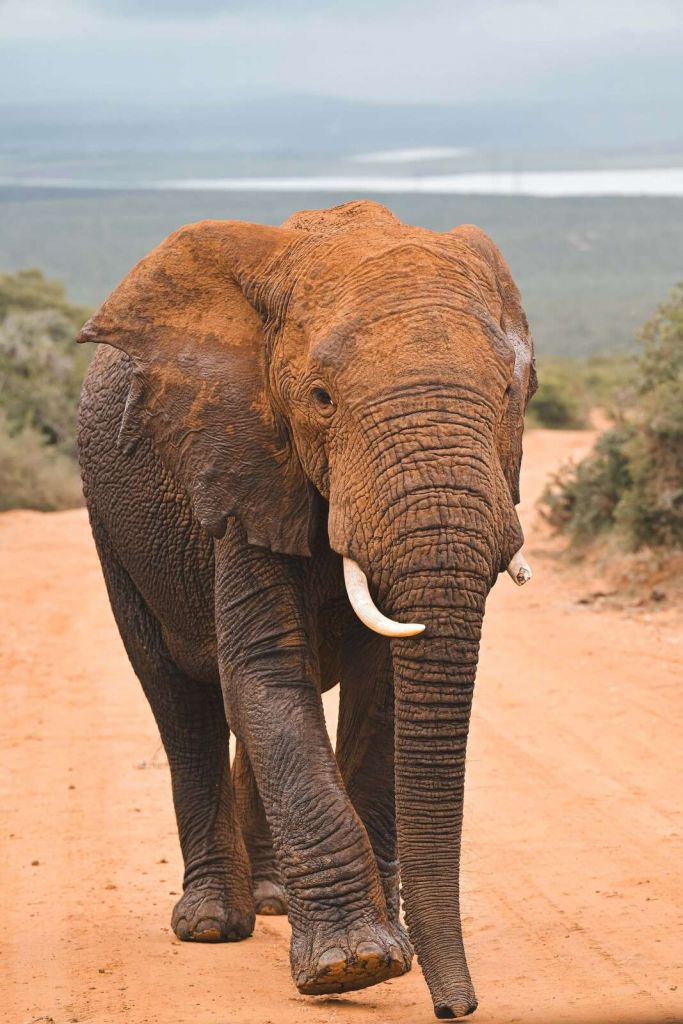 Afrikaanse olifant in landschap