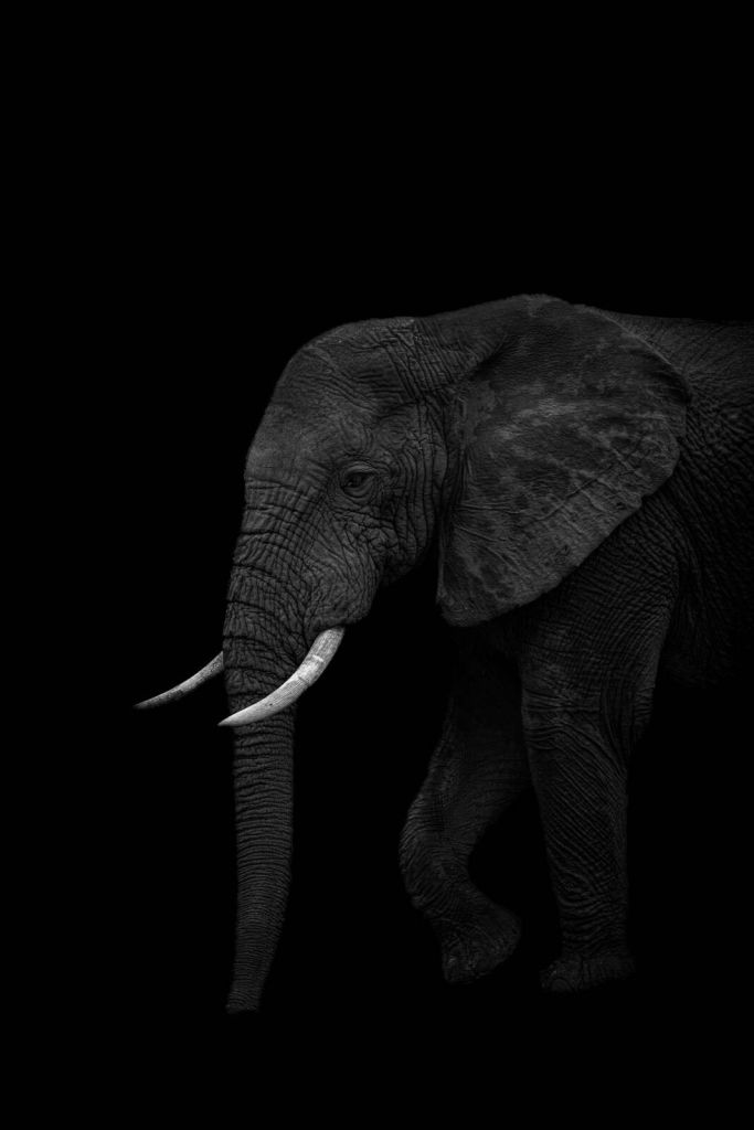 Olifant in donkere schaduw