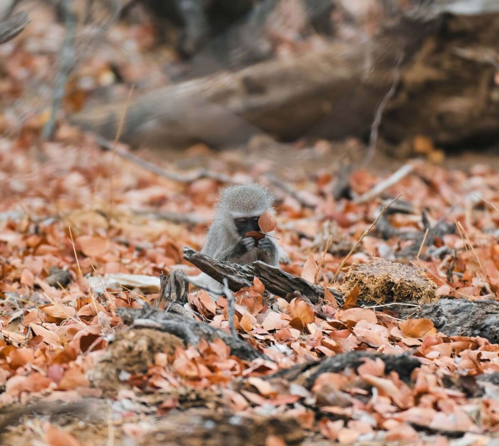 Herfstbos met jonge aap